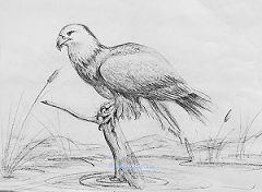 eagle2
