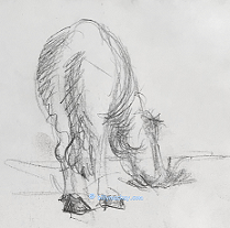 horse grazing