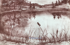 cat tails