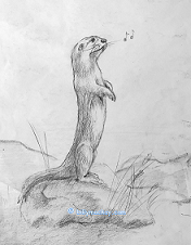 Richardsons
                            ground squirrel